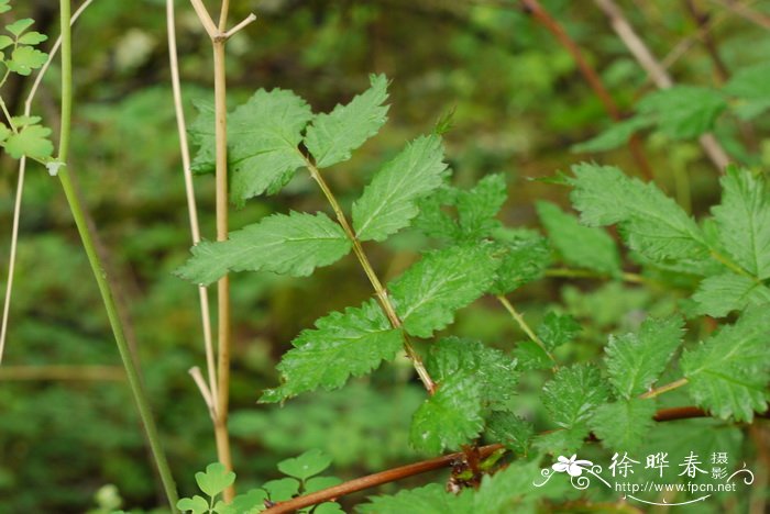 秀丽莓Rubus amabilis