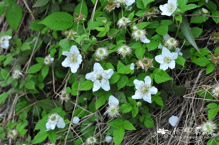 蓬蘽Rubus hirsutus 蓬蘽Rubus hirsutus
