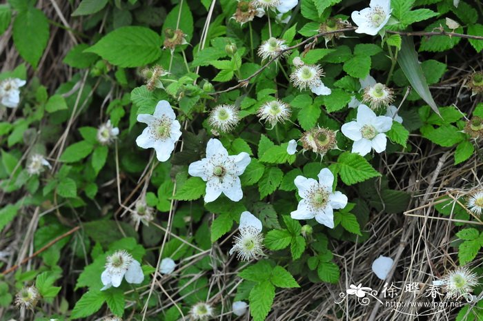 蓬蘽Rubus hirsutus