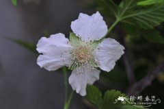 掌叶覆盆子Rubus chingii