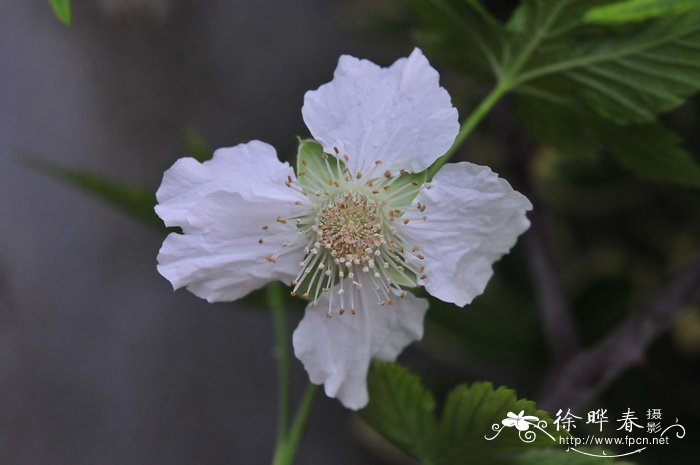 掌叶覆盆子Rubus chingii 掌叶覆盆子Rubus chingii