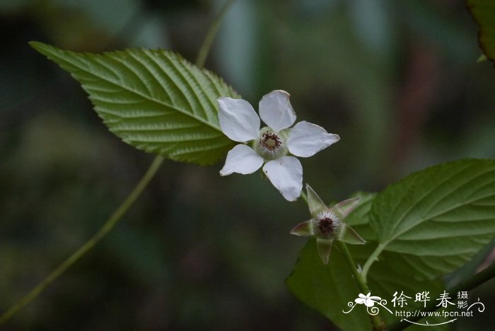 山莓Rubus corchorifolius 山莓Rubus corchorifolius