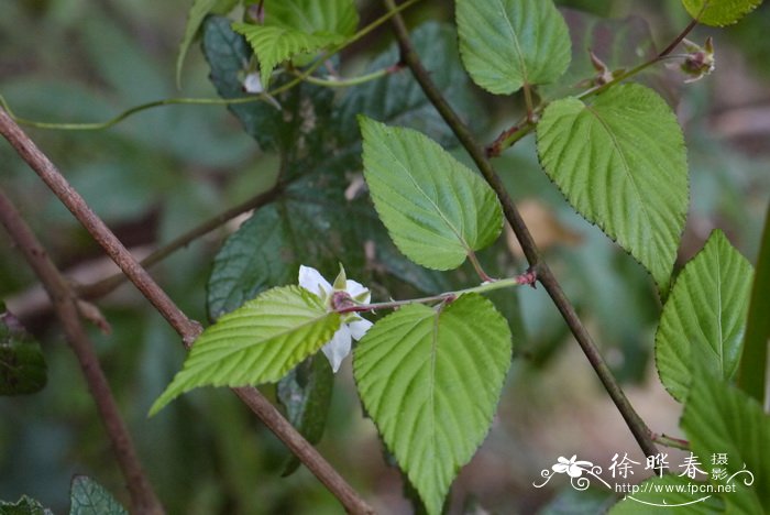 山莓Rubus corchorifolius