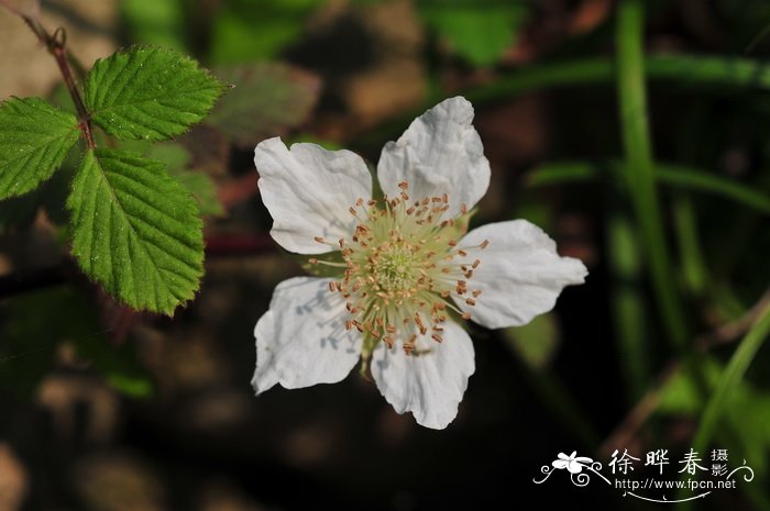 蓬蘽Rubus hirsutus