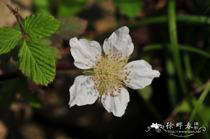 蓬蘽Rubus hirsutus 蓬蘽Rubus hirsutus