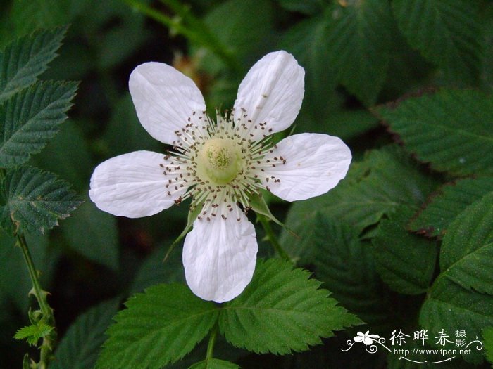 空心泡Rubus rosifolius 空心泡Rubus rosifolius