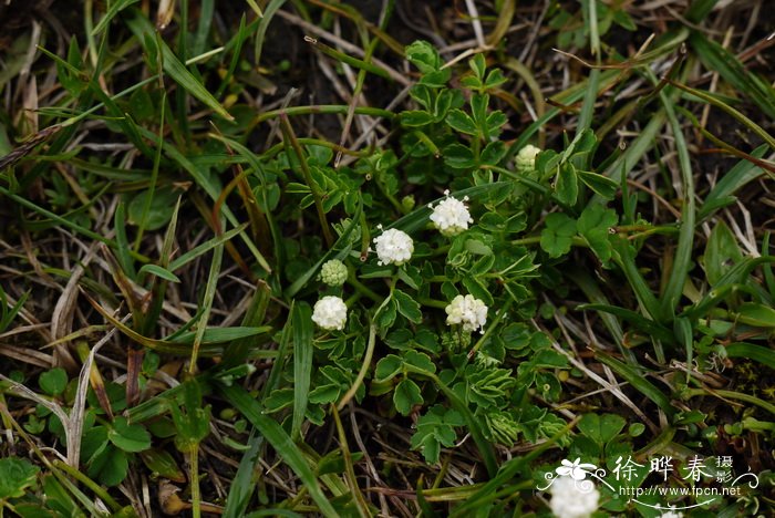 矮地榆Sanguisorba filiformis 矮地榆Sanguisorba filiformis
