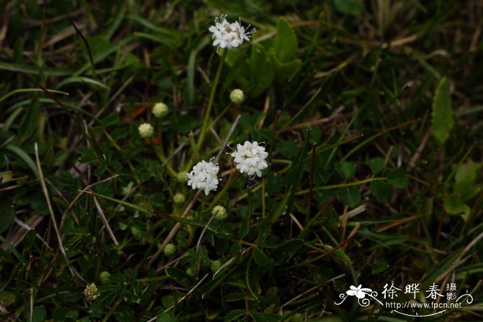 矮地榆Sanguisorba filiformis 矮地榆Sanguisorba filiformis