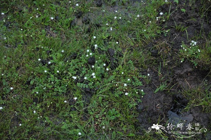 矮地榆Sanguisorba filiformis 矮地榆Sanguisorba filiformis