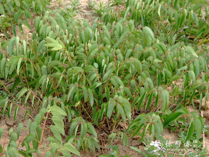 地榆Sanguisorba officinalis