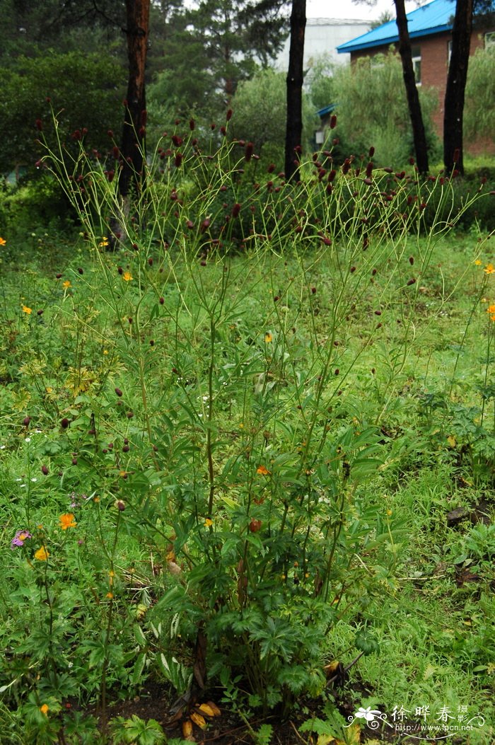 地榆Sanguisorba officinalis 地榆Sanguisorba officinalis