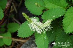 大白花地榆Sanguisorba stipulata