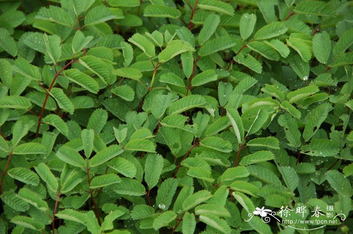 大白花地榆Sanguisorba stipulata 大白花地榆Sanguisorba stipulata