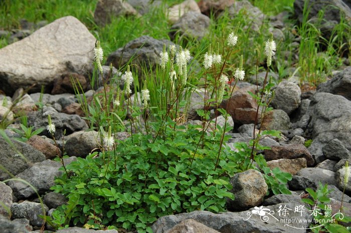 大白花地榆Sanguisorba stipulata