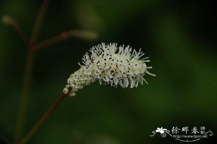 小白花地榆Sanguisorba tenuifolia var. alba 小白花地榆Sanguisorba tenuifolia var. alba