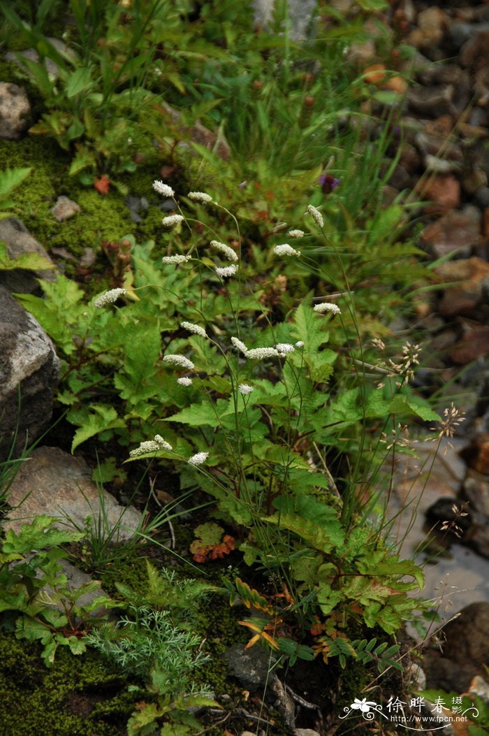 小白花地榆Sanguisorba tenuifolia var. alba 小白花地榆Sanguisorba tenuifolia var. alba
