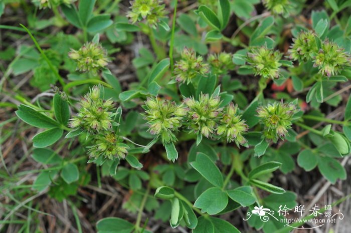 隐瓣山莓草Sibbaldia procumbens var. aphanopetala 隐瓣山莓草Sibbaldia procumbens var. aphanopetala