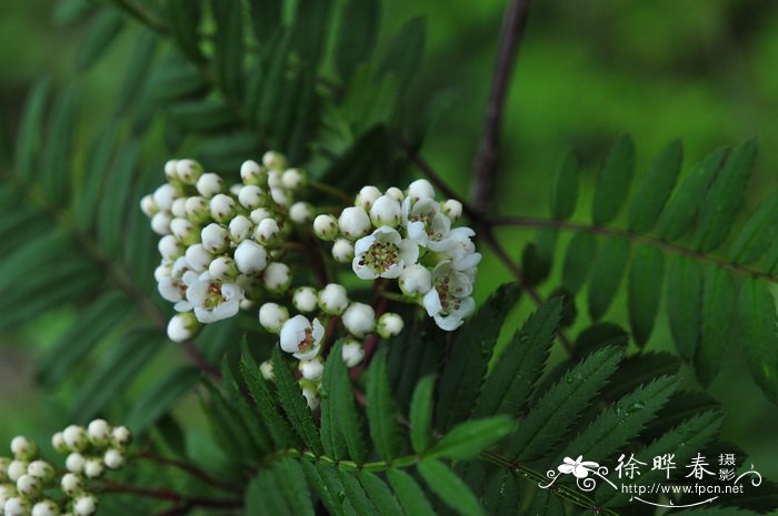 陕甘花楸Sorbus koehneana 陕甘花楸Sorbus koehneana