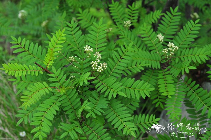 陕甘花楸Sorbus koehneana 陕甘花楸Sorbus koehneana