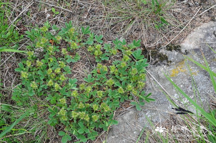 隐瓣山莓草Sibbaldia procumbens var. aphanopetala 隐瓣山莓草Sibbaldia procumbens var. aphanopetala