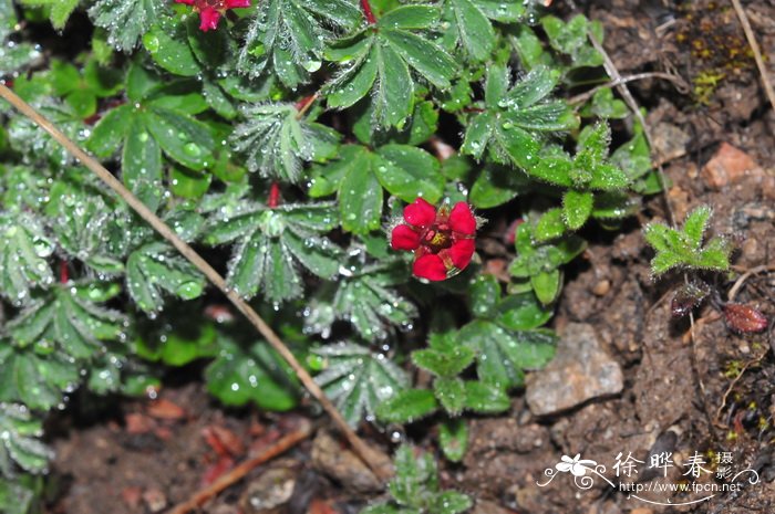 大瓣紫花山莓草Sibbaldia purpurea var. macropetala 大瓣紫花山莓草Sibbaldia purpurea var. macropetala