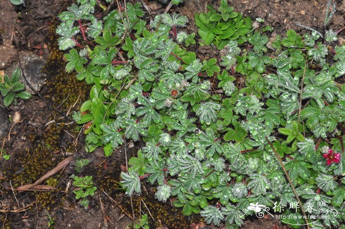 大瓣紫花山莓草Sibbaldia purpurea var. macropetala 大瓣紫花山莓草Sibbaldia purpurea var. macropetala