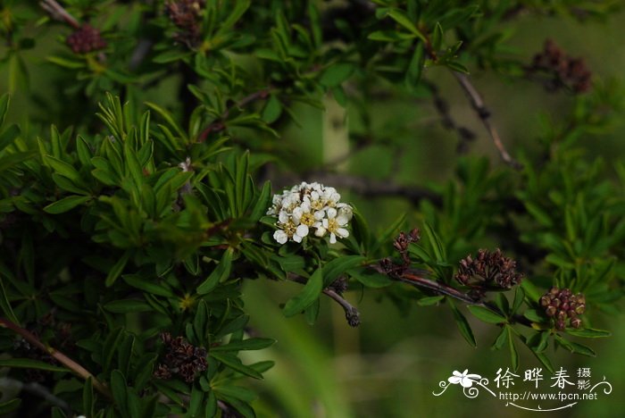 高山绣线菊Spiraea alpina