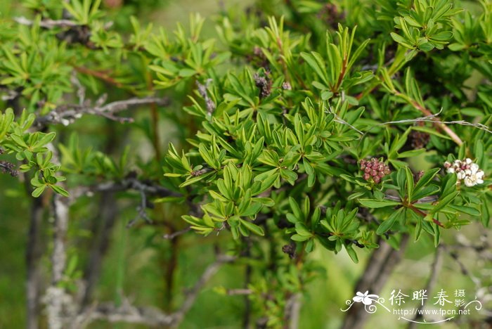 高山绣线菊Spiraea alpina