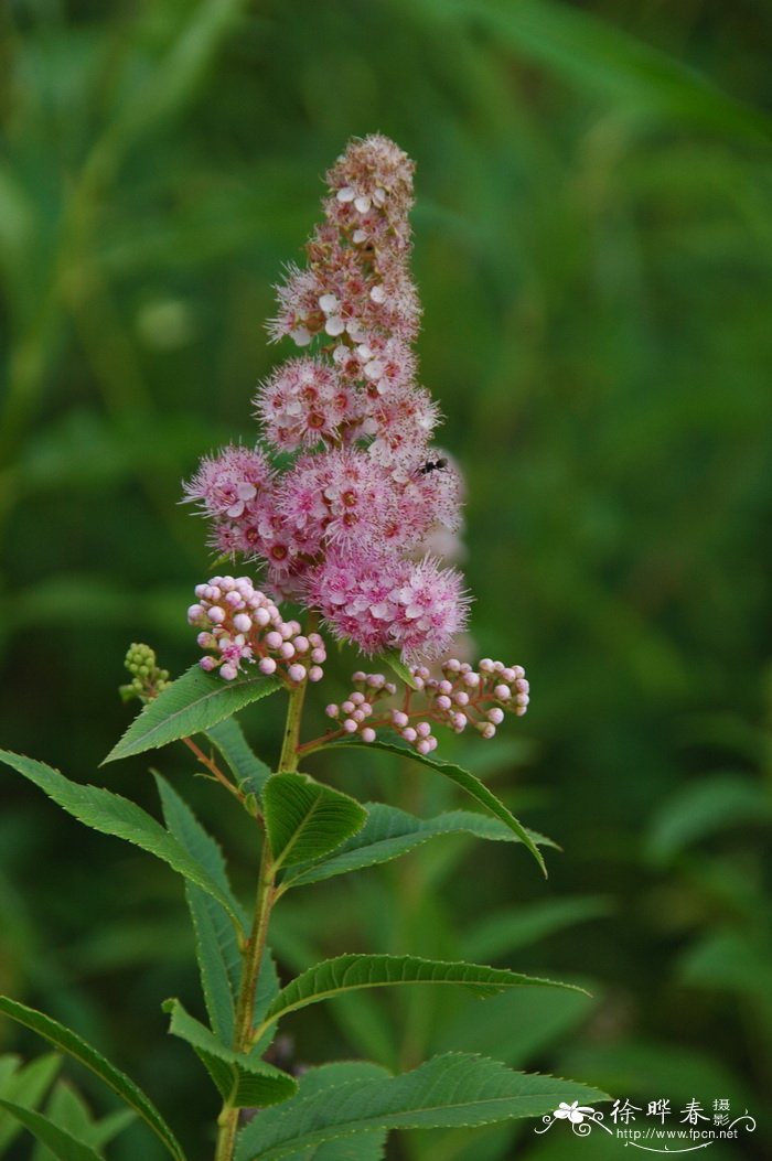 柳叶绣线菊Spiraea salicifolia 柳叶绣线菊Spiraea salicifolia