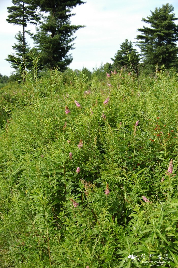 柳叶绣线菊Spiraea salicifolia 柳叶绣线菊Spiraea salicifolia