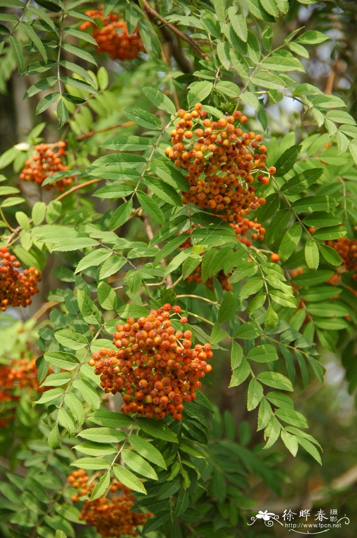 花楸Sorbus pohuashanensis 花楸Sorbus pohuashanensis