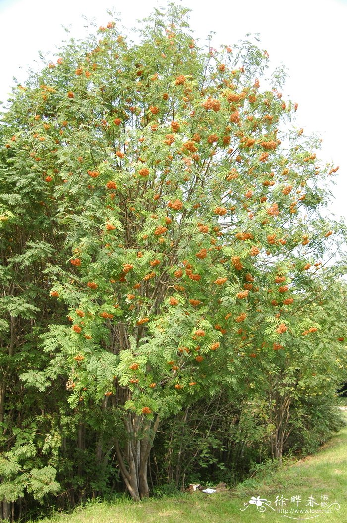 花楸Sorbus pohuashanensis