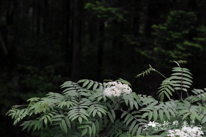 太白花楸Sorbus tapashana 太白花楸Sorbus tapashana