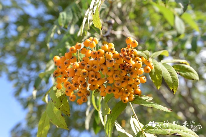 花楸Sorbus pohuashanensis 花楸Sorbus pohuashanensis