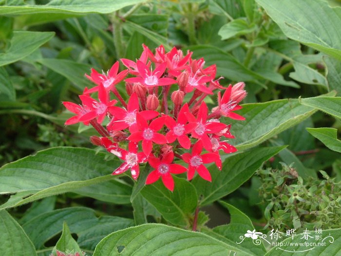 繁星花Pentas lanceolata 繁星花Pentas lanceolata