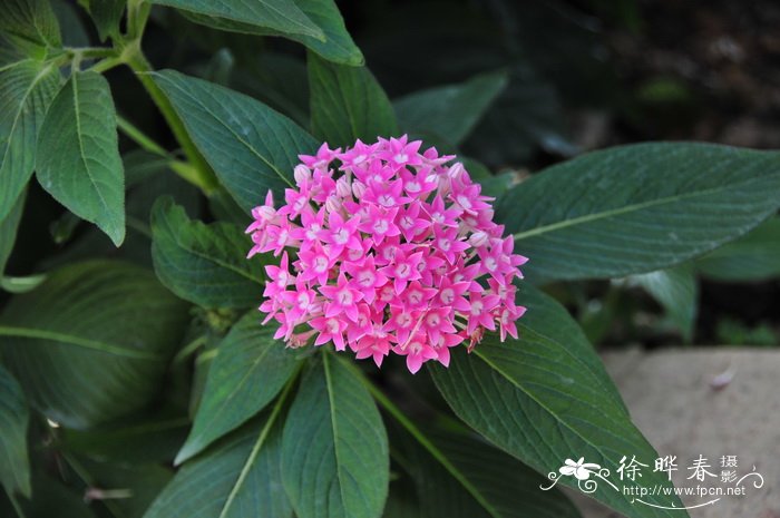 繁星花Pentas lanceolata