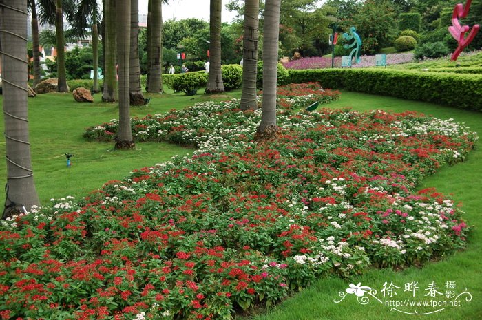 繁星花Pentas lanceolata