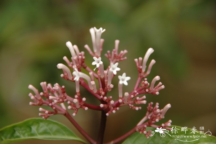弯管花Chassalia curviflora 弯管花Chassalia curviflora