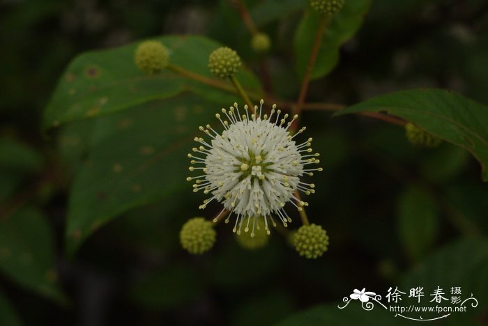 风箱树Cephalanthus occidentalis