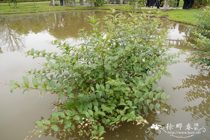 风箱树Cephalanthus occidentalis