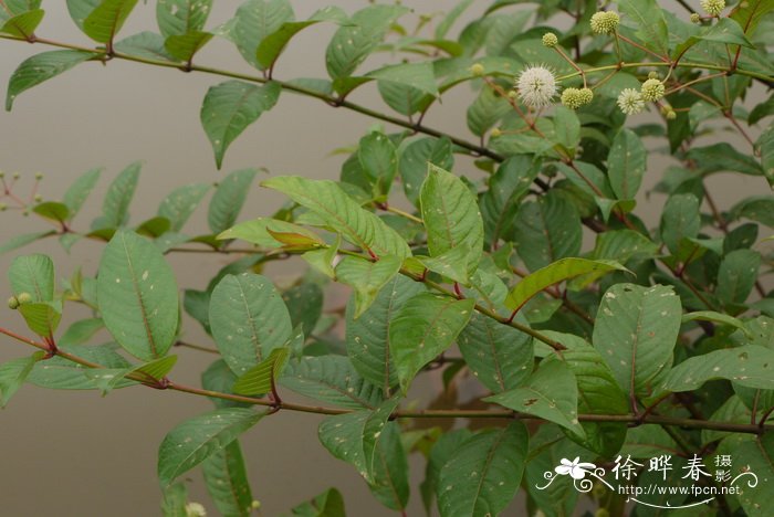 风箱树Cephalanthus occidentalis