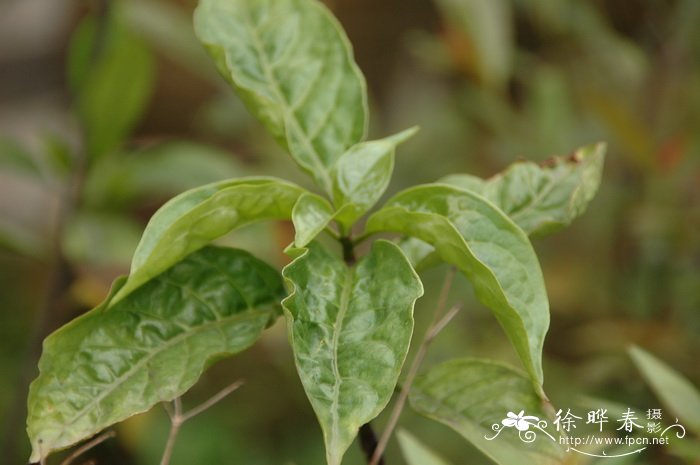 弯管花Chassalia curviflora 弯管花Chassalia curviflora