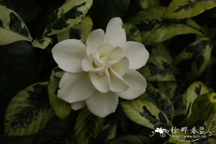 花叶栀子Gardenia jasminoides ‘Variegata’