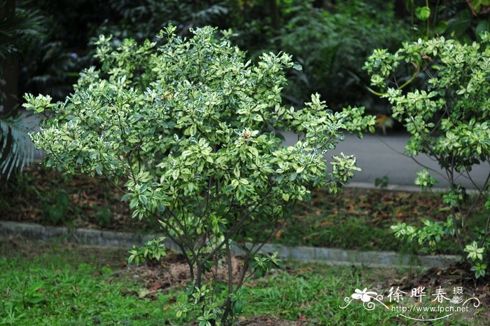 花叶栀子Gardenia jasminoides ‘Variegata’
