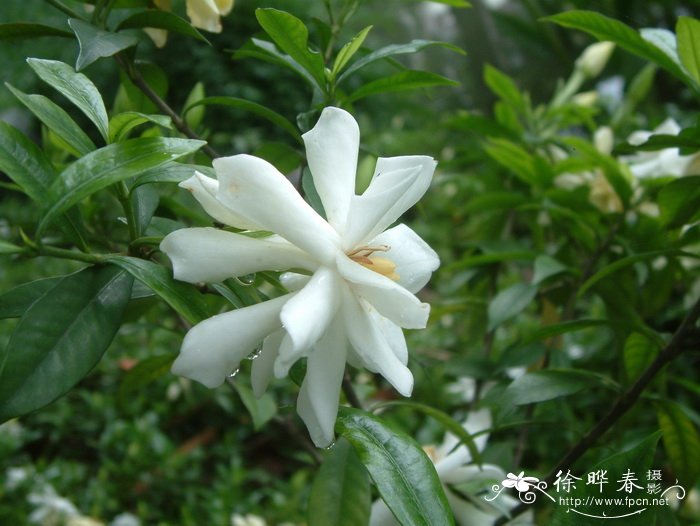 水栀子Gardenia jasminoides 'Radicans' 水栀子Gardenia jasminoides 'Radicans'