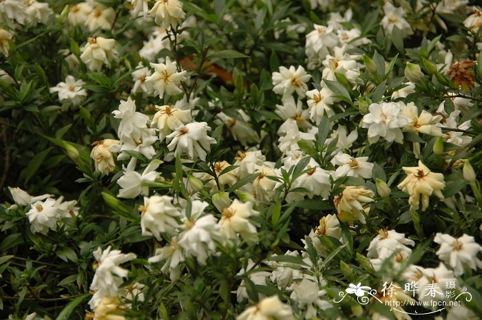 水栀子Gardenia jasminoides 'Radicans'