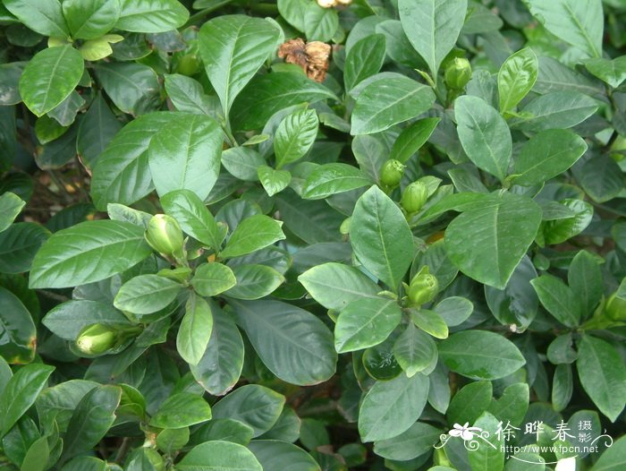 白蟾Gardenia jasminoides var. fortuniana
