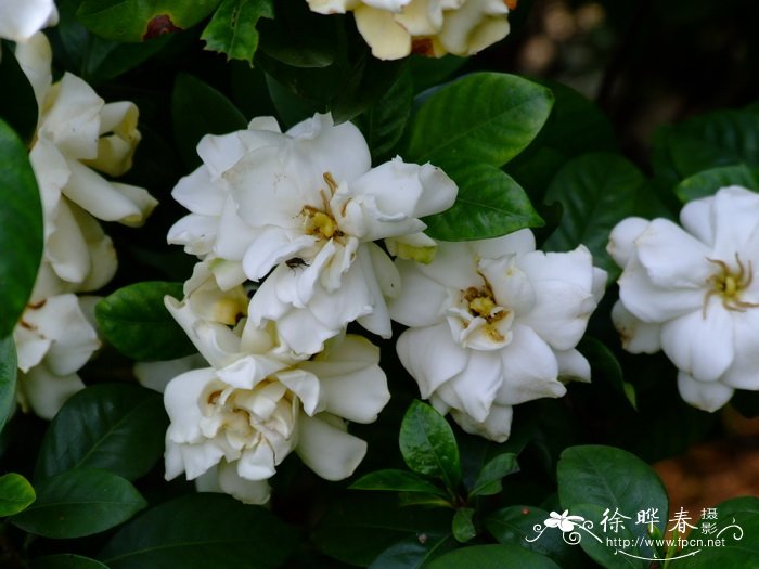 白蟾Gardenia jasminoides var. fortuniana