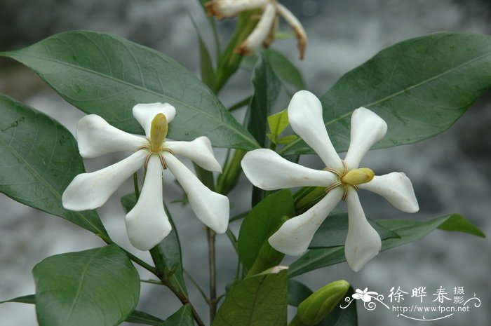 栀子Gardenia jasminoides 栀子Gardenia jasminoides