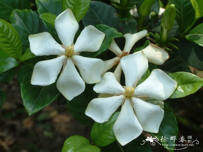 栀子Gardenia jasminoides 栀子Gardenia jasminoides
